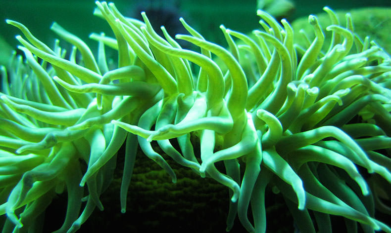 Photo of a green anemone