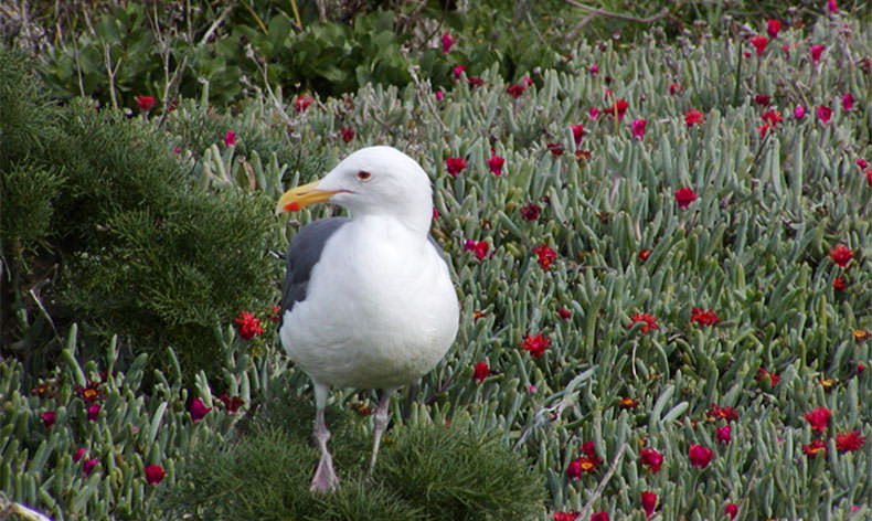 Photo of seagull