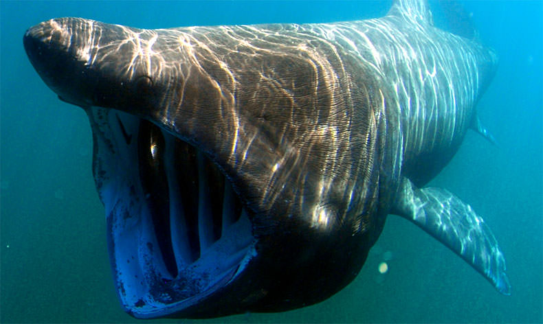 Photo of basking shark