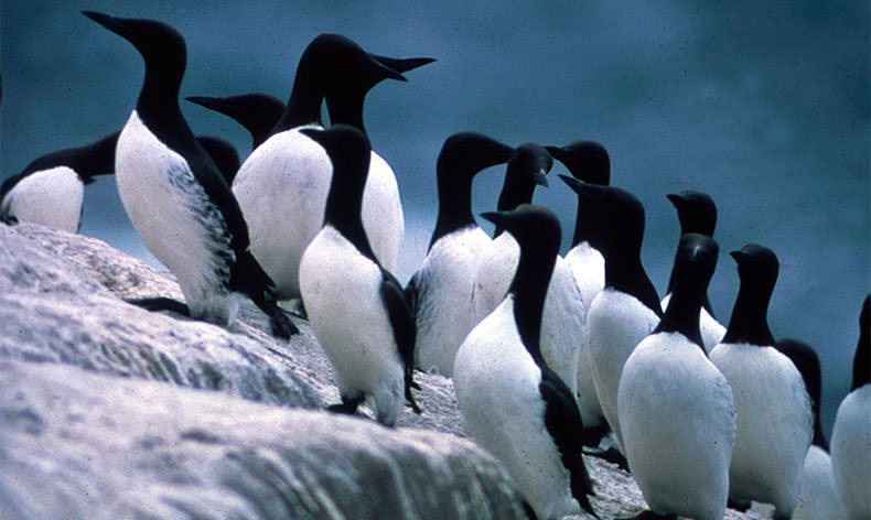 Photo of a flock of murres