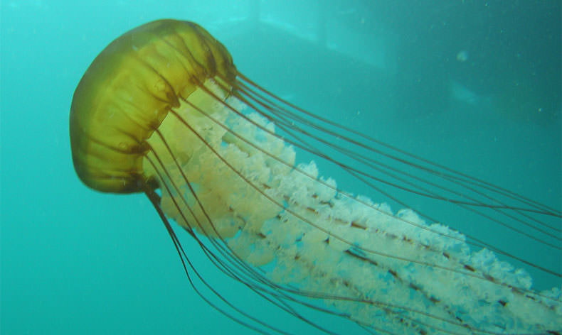 Photo of sea nettle
