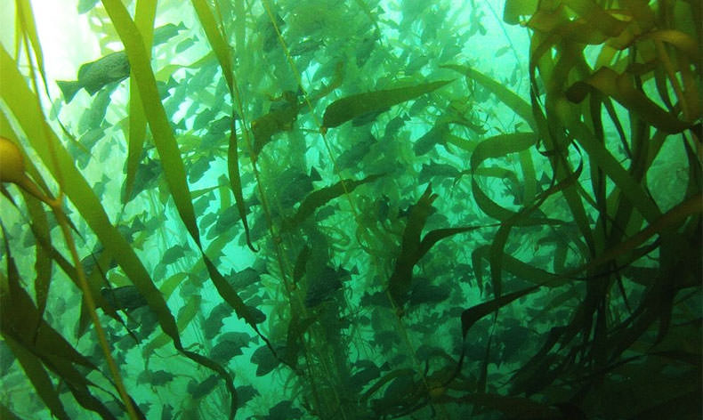 Photo of bull kelp