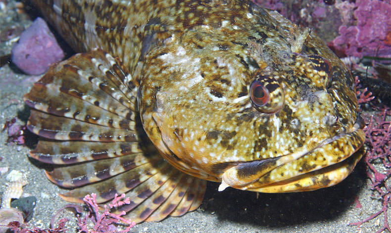 Photo of a cazebon fish