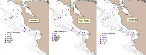 Figure 31. Relative concentration of total DDTs, PAHs and PCBs, normalized for sediment total organic carbon content. Contaminant concentrations are the highest in the canyons and lowest on the shelf. (Maps: Hartwell 2008)