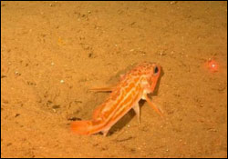 Figure 35. Mounds and depressions create habitat heterogeneity on the soft seafloor that can be lost when an area is fished using bottom-contacting gear, such as otter trawls. Depressions are used by some fish species such as this green striped rockfish. (Photo: MBNMS)
