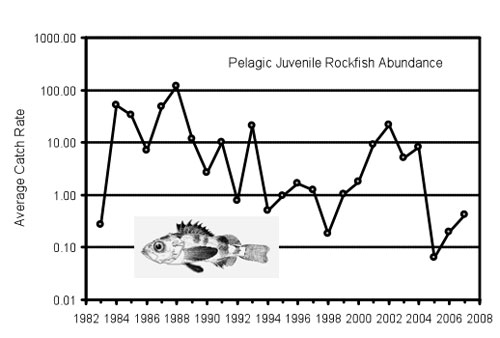 Figure 38. Pelagic juvenile rockfish abundance from midwater trawl surveys conducted from Bodega Bay to Carmel, Calif. Note that the y-axis is a logarithmic scale. (Source: S. Ralston, NOAA NMFS-SWFSC, unpubl. data)