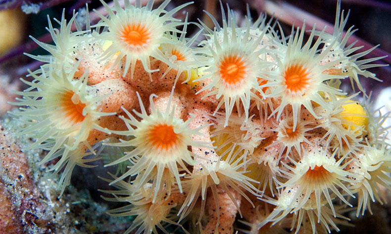 Photo of anemone in Gray's Reef