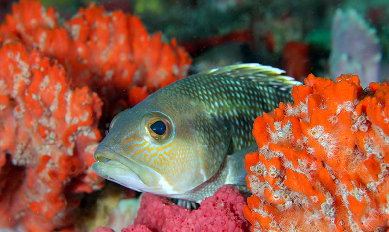 Photo of a fish and coral