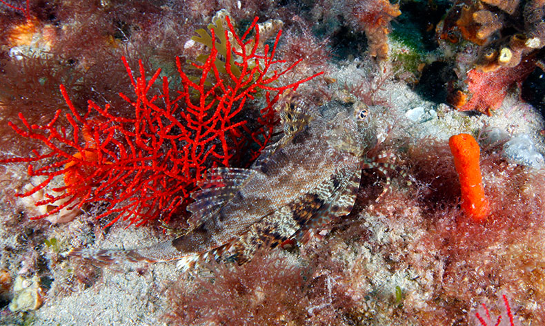 Photo of an coral in Gray's Reef