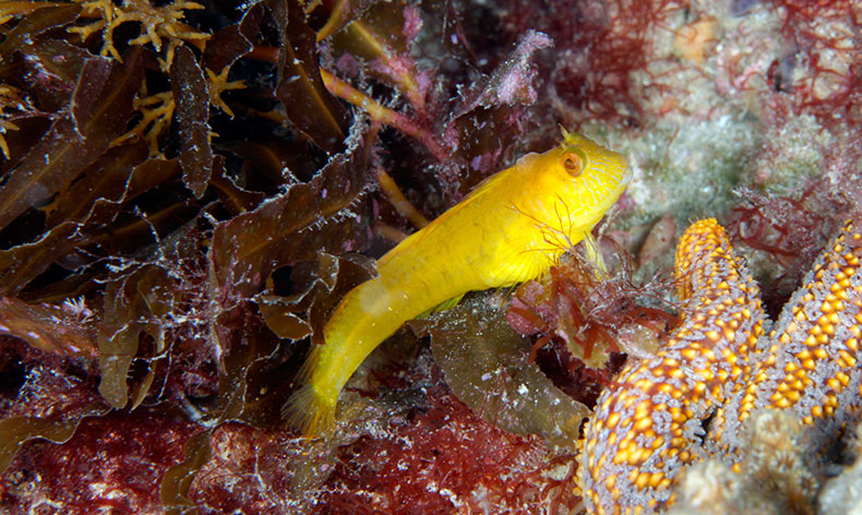 Photo of a bright yellow fish and starfish