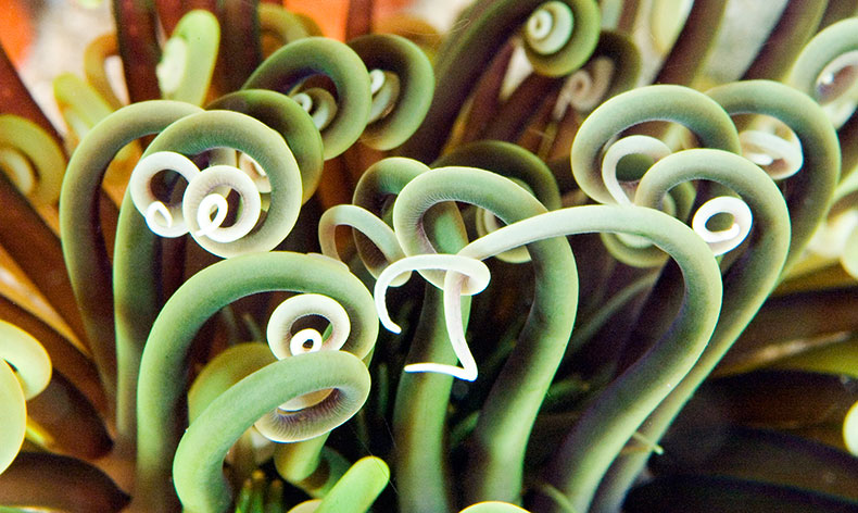 Photo of colorful anemone at Gray's Reef