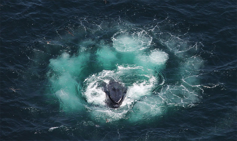 Photo of a whale bubble feeding