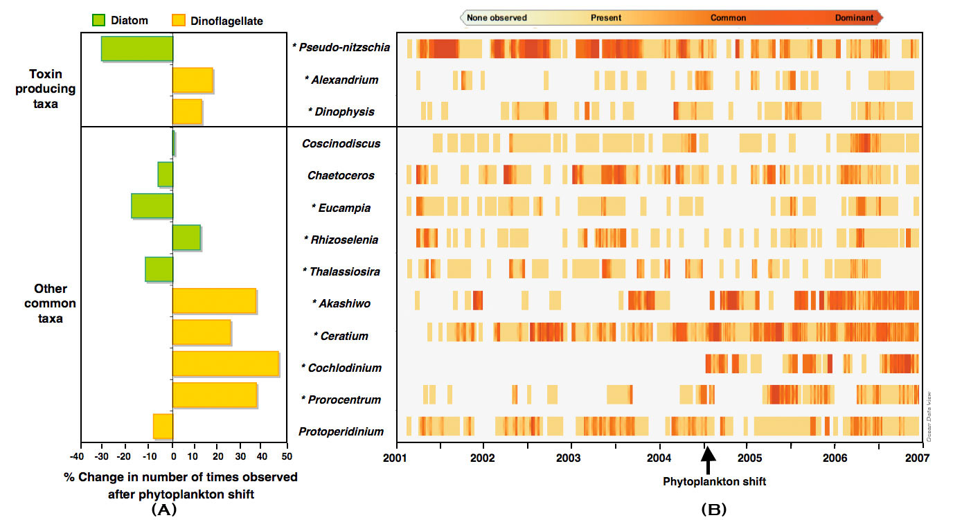 Figure 29. Relative abundance of diatoms and dinoflagellates common to Monterey Bay, California: (A) Change in the % of samples in which a given genus was observed after the floral shift [asterisks indicate a statistically significant difference (p<0.05); (B) Time series showing the relative abundance of diatom and dinoflagellate genera. Each row represents the change in relative abundance over time for the genus indicated on the y-axis; intensity of color increases with dominance and the arrow indicates the phytoplankton shift. Relative abundance ranges from not present to dominant, as shown in the overlying arrow bar