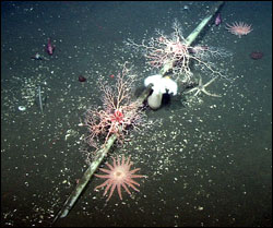 Figure 33. Several invertebrate species living on or near the Pioneer Seamount cable, which crosses the continental shelf offshore of Half Moon Bay. The animals in this image include sea stars and basket stars, an anemone, and a number of young rockfish. For scale, the cable is about 3.2 centimeters (1.25 inches) in diameter. Photo: (c) 2003 MBARI 