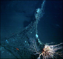 Figure 39. Video surveys from submersibles help locate and quantify types of marine debris, such as this commercial fishing net which poses an entanglement risk for a variety of animals. Photo: T. Laidig, NOAA/NMFS/SWFSC 