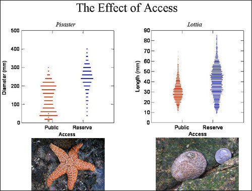 Figure 60. The size-frequency structure of the ochre star (Pisaster ochraceus) and the owl limpet (Lottia gigantea) are reduced in areas where the public has easy access to the rocky shore compared to areas where public access is difficult or prohibited. Data Source: PISCO intertidal monitoring program