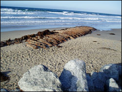 Figure 65. Remains of the schooner William H. Smith that grounded on Del Monte Beach on Feb. 24, 1933.  Winter storms periodically uncover the buried wreck (shown here). Photo: B. Yerena, NOAA