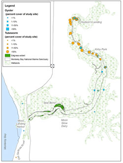 Figure 72. Distribution of eelgrass (Zostera marina), native oyster (Ostrea lurida, also referred to as Ostreola conchaphila), and non-indigenous tubeworm (Ficopomatus enigmaticus), three species that form biogenic habitat in Elkhorn Slough, California. The widest apparent extent of visible submerged eelgrass (green area) was identified from aerial imagery taken in April 2003 (E. van Dyke, ESNERR, unpubl. data) Oysters (blue square) and tubeworms (orange circle) were surveyed along the banks of the main channel in 2003 (Heiman 2006). Small circles/ squares are survey sites where less than 1% of the available surface area was occupied by the focal species, whereas large circles/squares are survey sites where more than 50% of the available substrate was occupied. Map: S. De Beukelaer, NOAA/MBNMS