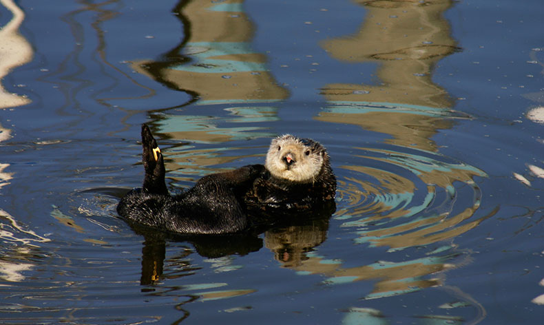 Photo of a sea otter