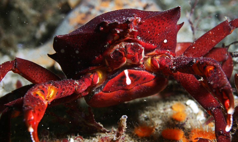 Photo of a brigh red crab