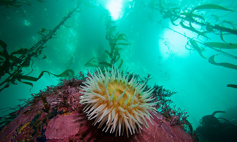 Photo of anemone and sea kelp