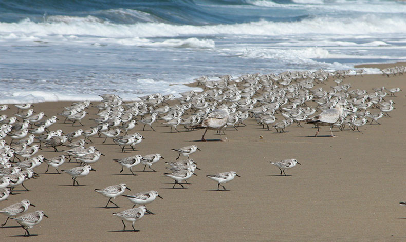 Photo of birds on the beach