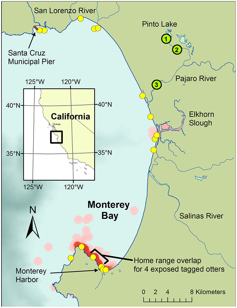 Map of Monterey Bay showing the distribution of sea otters dying
