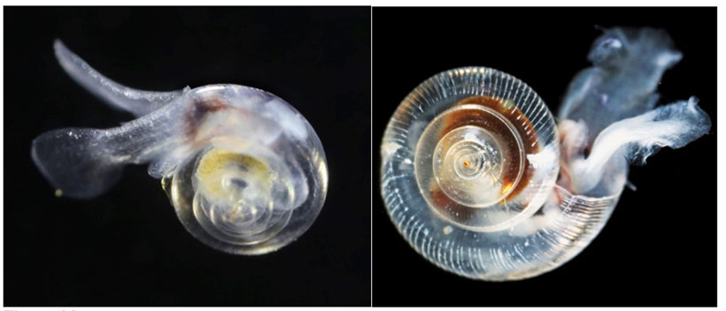 (Left) A healthy pteropod (planktonic marine snail) collected during the U.S. West Coast survey cruise. (Right) Many of the pteropods, such as this one, collected during the study had signs of dissolving shells.
Credit: NOA