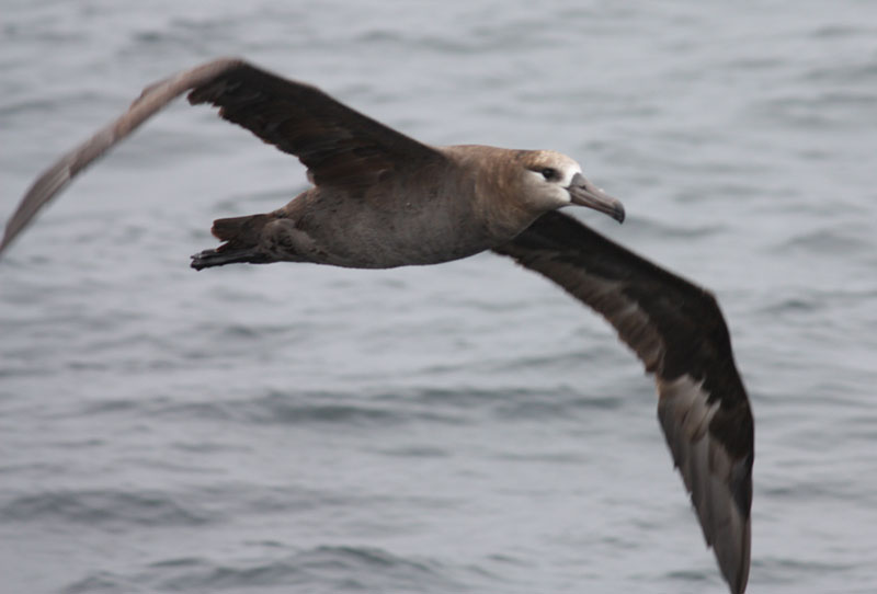 photoof an albatross