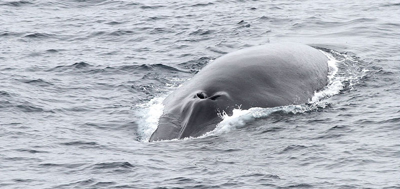 photo of a whale