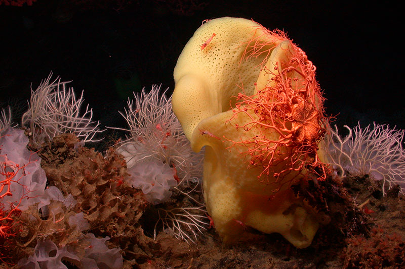 photo of basketsars and coral