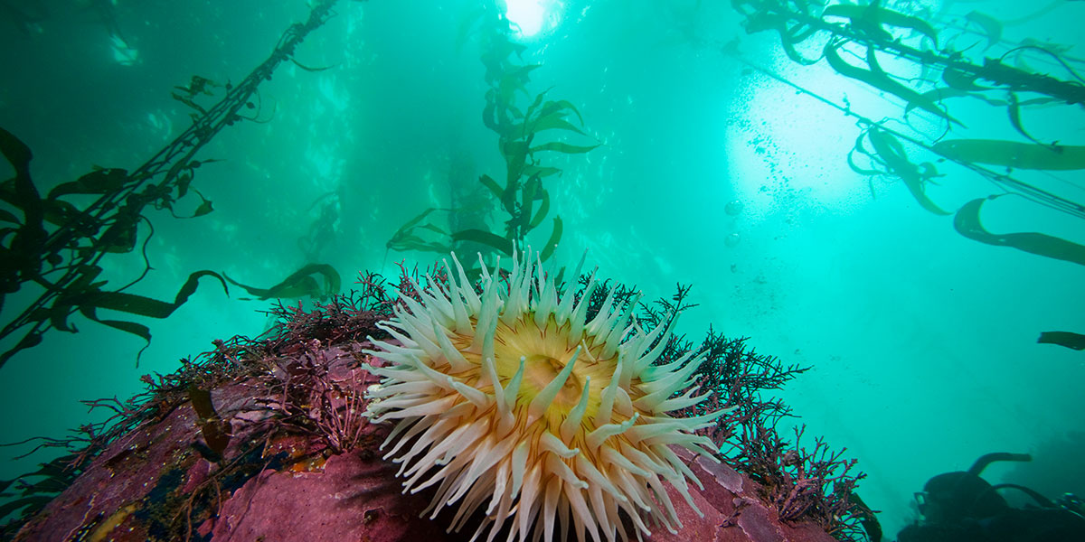 photo of kelp forest and anemone