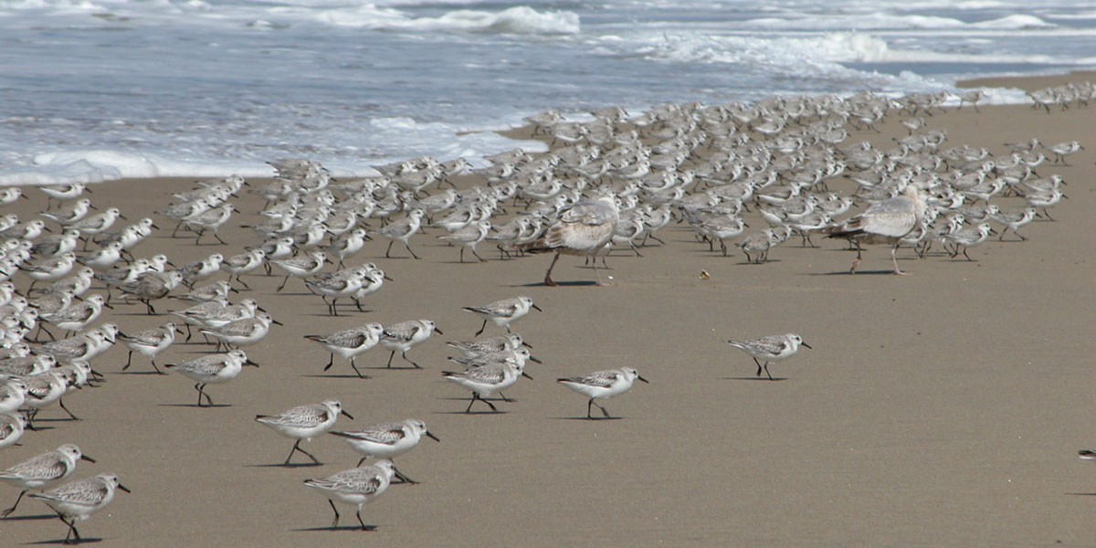 photo of birds on the beach