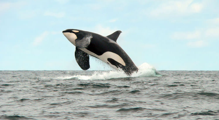 orca leaping out of the water