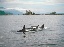 Figure 10. Most killer whales (or orca) in the sanctuary belong to resident groups that frequent northern Puget Sound and the Strait of Georgia. Occasionally, wide-ranging oceanic groups (transient orca and offshore orca) visit the region