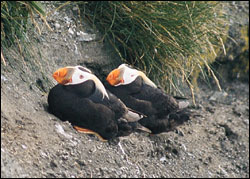 Figure 11. The distinctive Tufted Puffin is a familiar seabird that nests in burrows on remote islands far from any mammalian predators. 