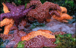 Figure 12. Nearly every surface in the rocky intertidal zone is used by something, and space is at a premium. Predatory ochre sea stars search for mussels among communities of green sea anemones and rockweed.