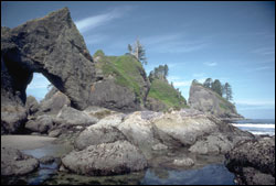 Figure 3. Eroded headlands, like this one at Point of Arches, exhibit the continuous dynamic of the sea's forces pounding against the shoreline.  