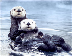 Figure 5.  Sea otters in the Northeast Pacific were hunted nearly to extinction in the 18th and 19th centuries for their fur. Because of reintroduction efforts in the 1970s to the Pacific Northwest, they are making a comeback along the Olympic coast. (Photo: C. Edward Bowlby)
