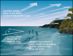 Figure 7. Southward-blowing winds are associated with a net transport of surface waters away from the coastline, resulting in intermittent upwelling. (Image: Oregon Sea Grant)