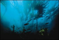 Figure 8. Within the nearshore environment, kelp forests are vital habitat for many species of fish, invertebrates, seabirds and mammals.