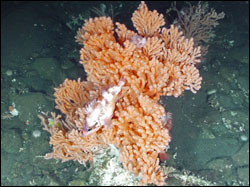 Figure 9. The red tree coral with darkblotched and sharpchin rockfish are colorful inhabitants of deep rocky areas. (Source: Olympic Coast sanctuary)