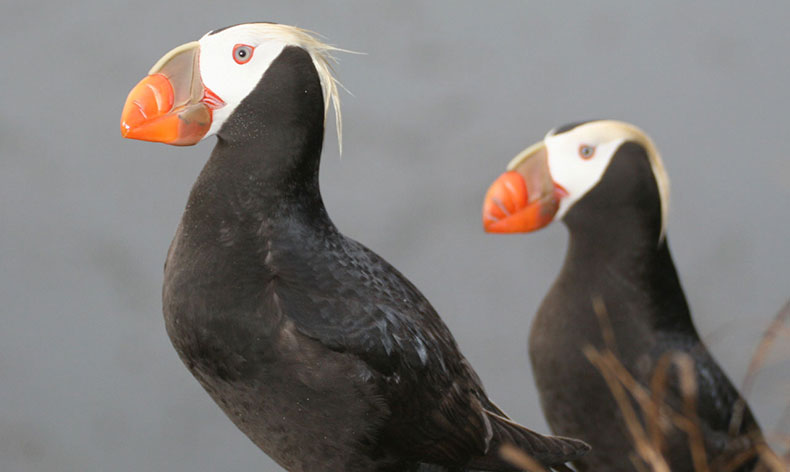 Photo of puffins