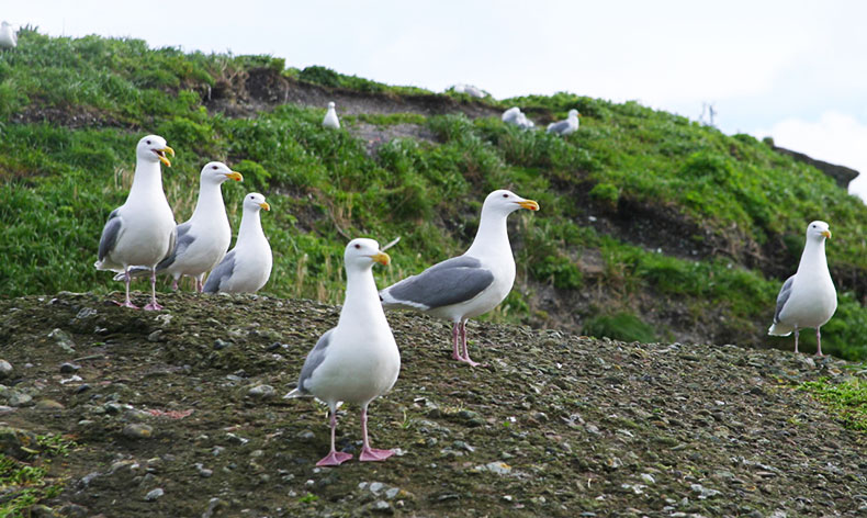 Photo seagulls