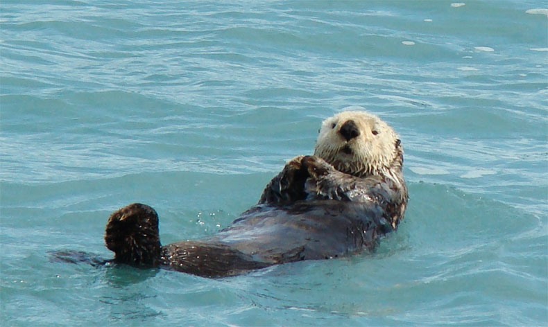 Photo of sea otter at Olympic Coast