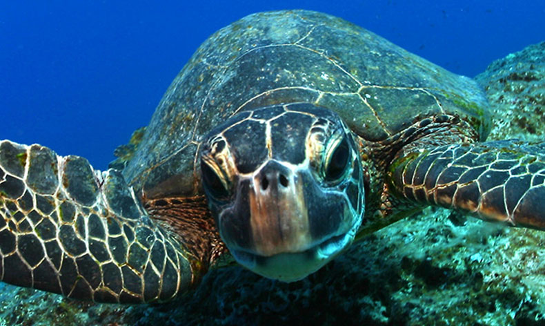 Photo of a sea turtle in Papahānaumokuākea