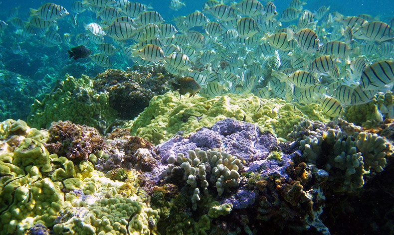 Photo of fish and coral reef