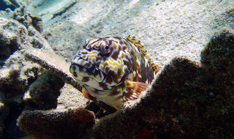 Photo of a spotted fish