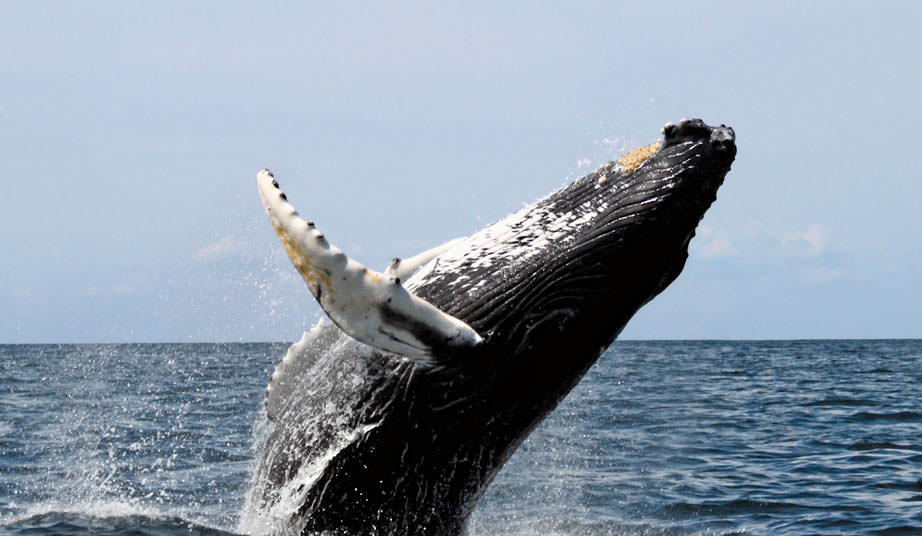 Photo of a whale breaching