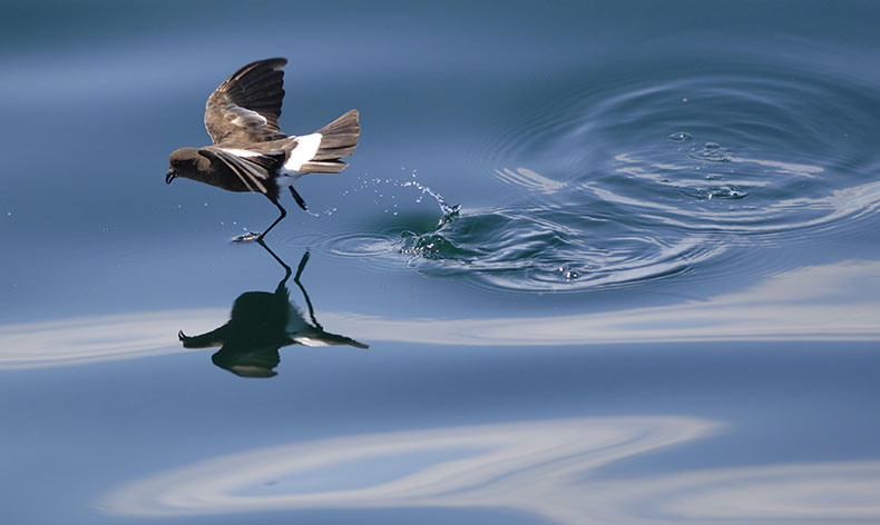 Photo of bird running on water in Stellwagen Bank